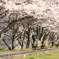 桜とベンチ
