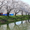 福岡堰の桜 ～ 水面桜 ～