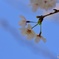 晴れのち桜