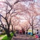 桜トンネル