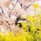 春のコラボ