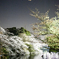 夜桜