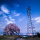 わに塚の桜と送電線