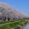 桜満開の季節