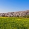 埼玉県 幸手市 権現堂公園