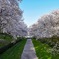 小川に流れる春の花びら