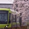桜とフクラムグリーン。