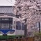 桜と880形。