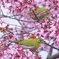 オカメ桜に集う