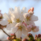 桜のかたまり