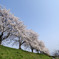 桜 -2018-