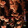 清水寺 枝垂れ桜