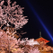 清水寺１　夜桜