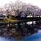 相反する桜