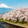 潤井川と桜