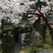 寺町の桜花1