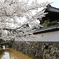 寺町の桜花2