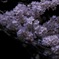 夜桜