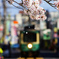 少しずつ散り行く桜にサヨナラを…