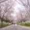 桜道