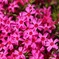 芝桜
