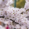 桜　満開間に合う
