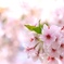 浜寺公園の桜