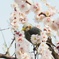 花粉で嘴が・・・　　