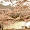 夕桜