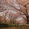 桜がいっぱい