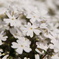 芝桜、白