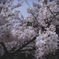 2018-4-1 須磨浦公園 桜