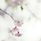 春なのに　２