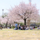 桜色