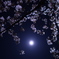 上野の夜桜