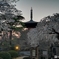 桜物語2018