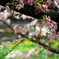 桜散菜花川