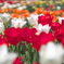 mixed flowers 3