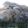 安国寺の桜-1