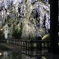 安国寺の桜-2