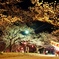 夜桜