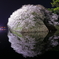 彦根城と桜