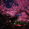 夜桜