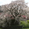 本郷の瀧桜（又兵衛桜）