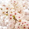 2018桜