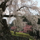 本郷の瀧桜（又兵衛桜）