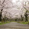 2018桜2