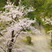 2018桜3
