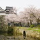 2018桜4
