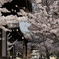 近所のお寺の桜